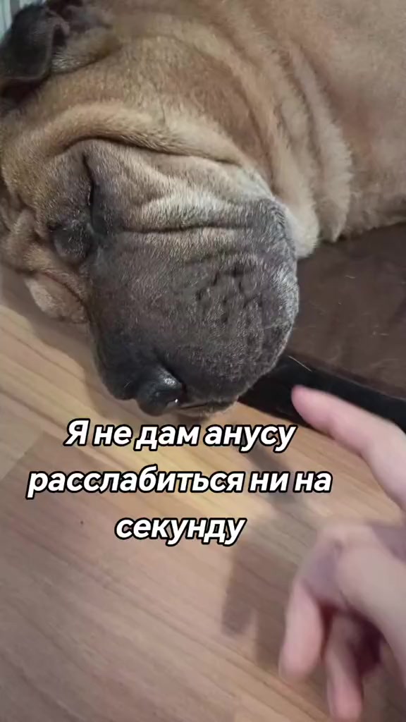 @amusleninblyadina