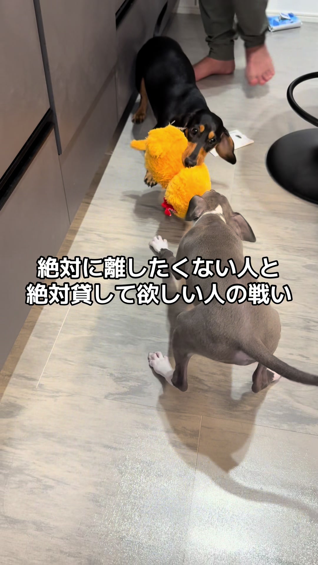@バディーとジュニア