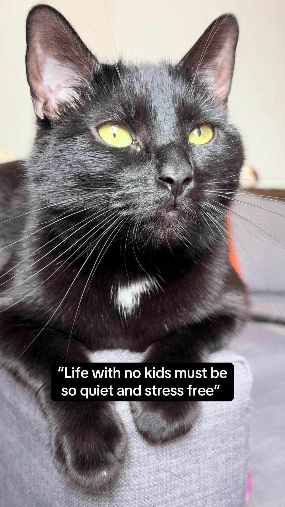 @ElaineTheCat