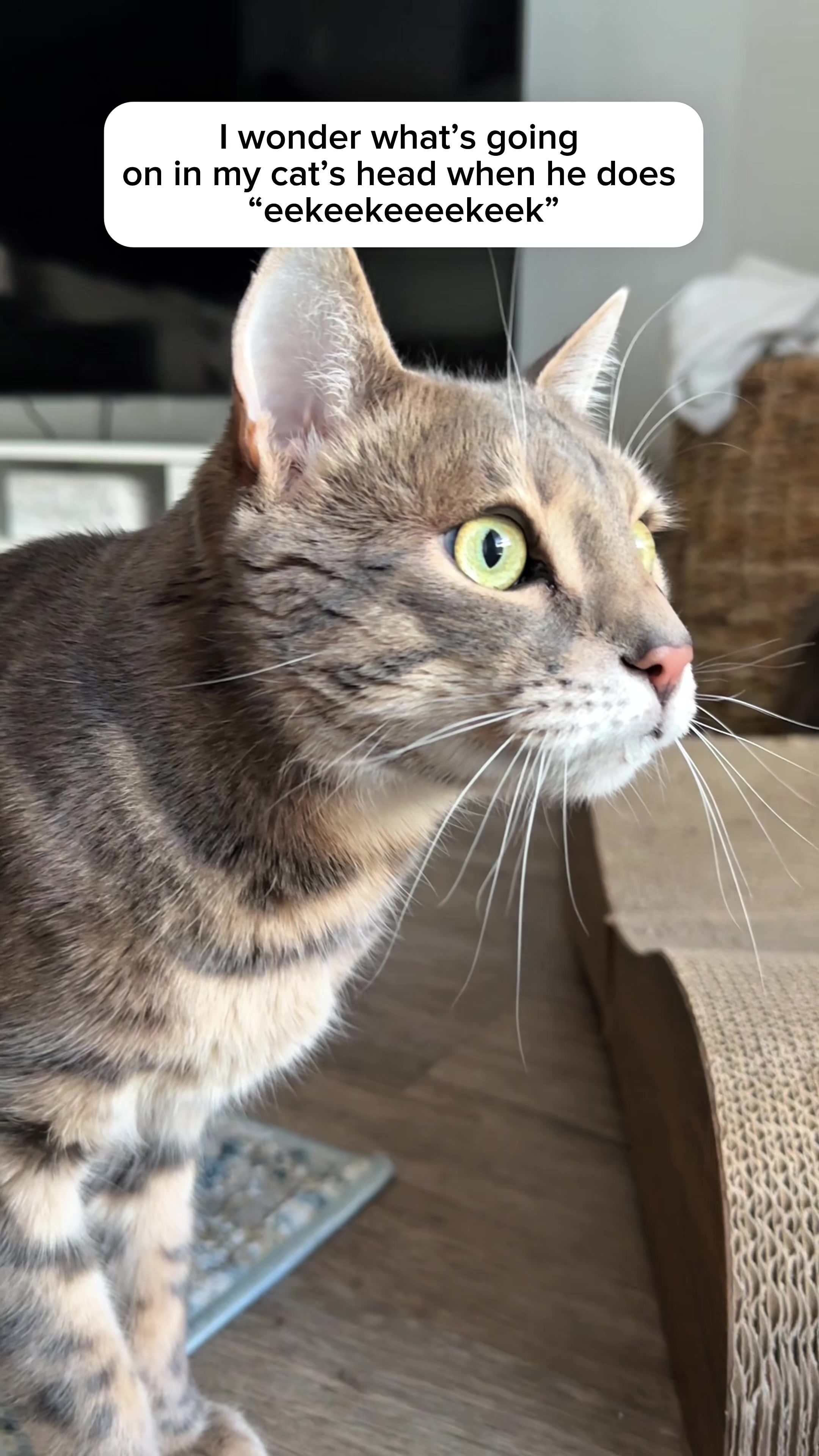@Mochi the Bengal
