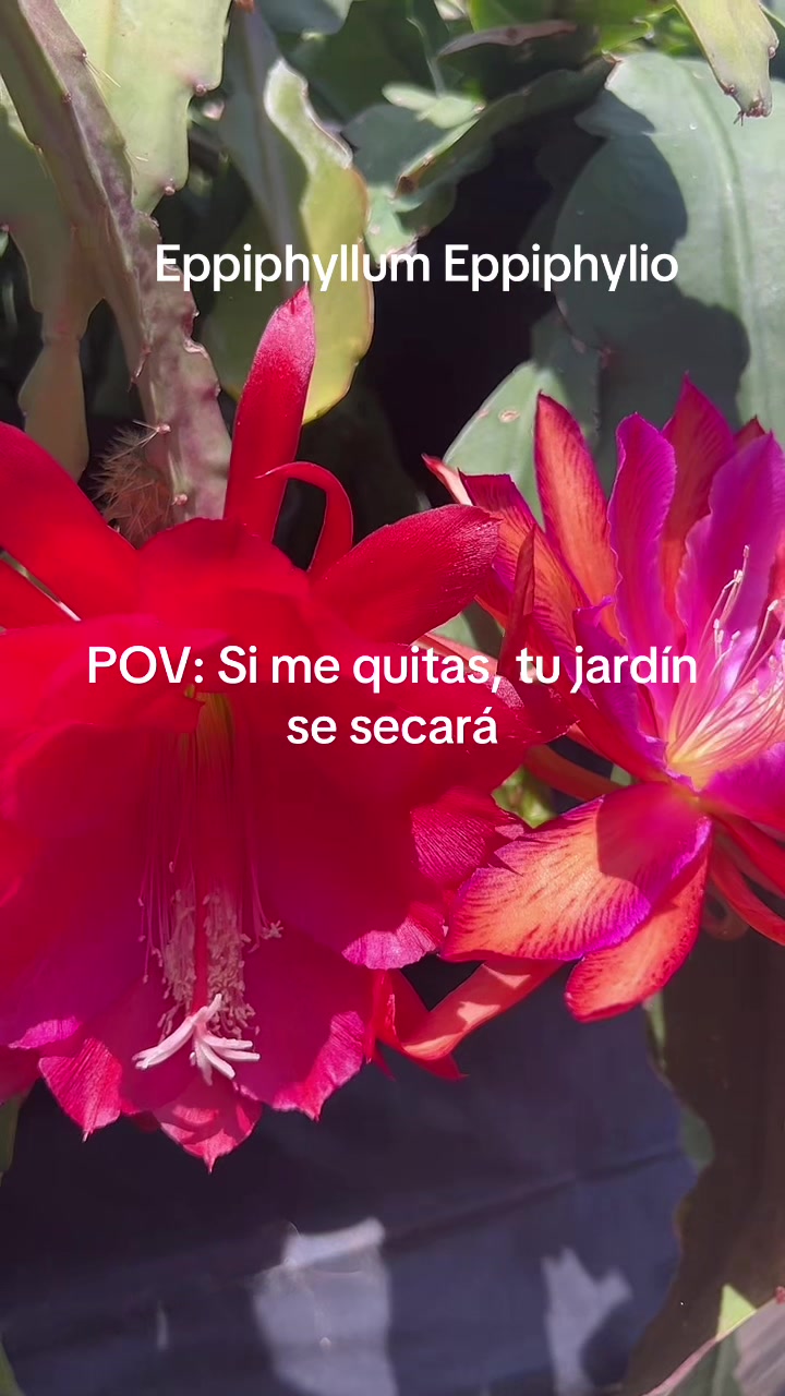 @Maria succulents 🕊️🐚