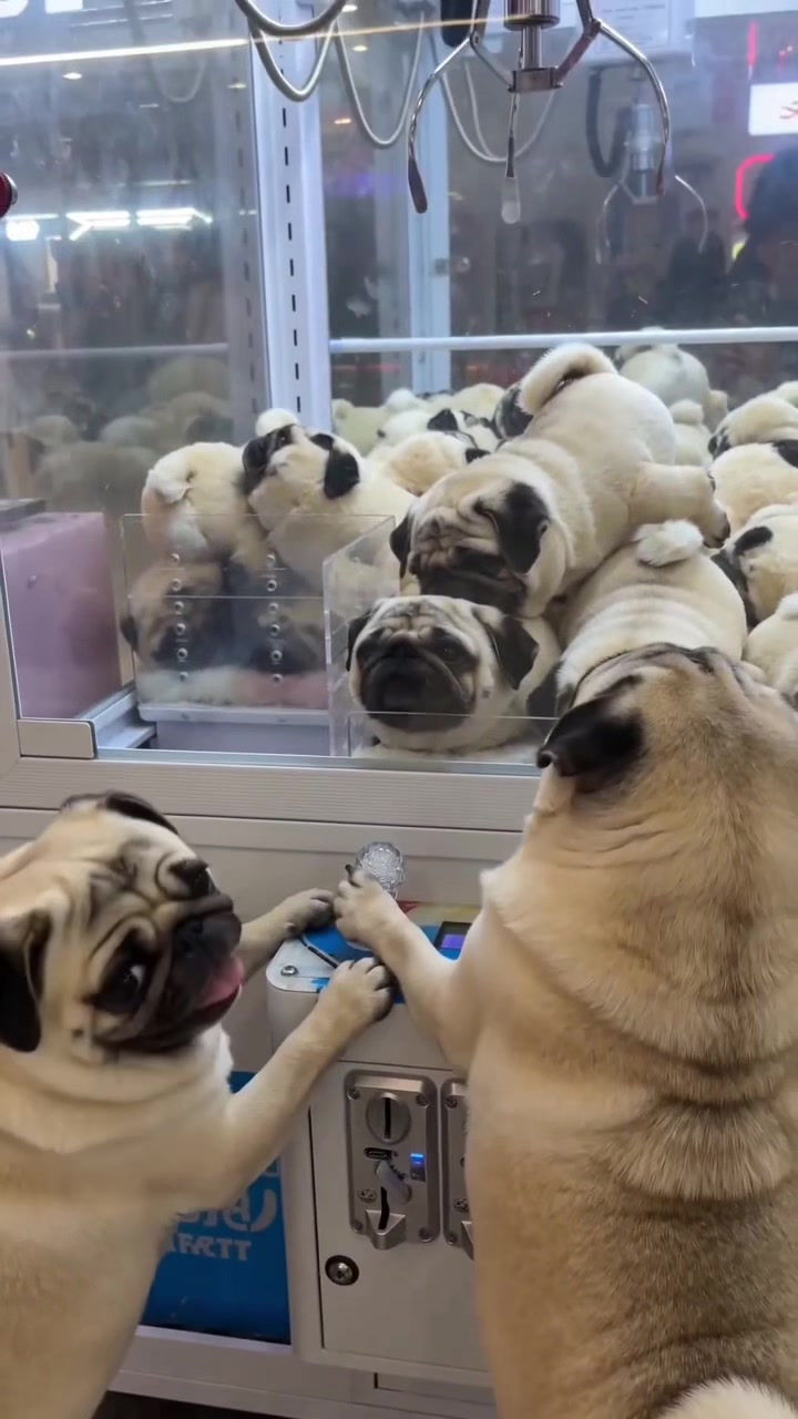 @Lucas The Pug