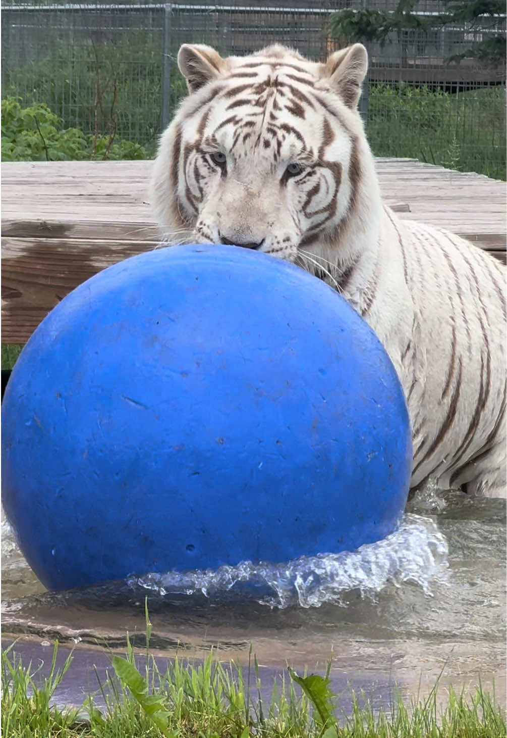 @The Wildcat Sanctuary