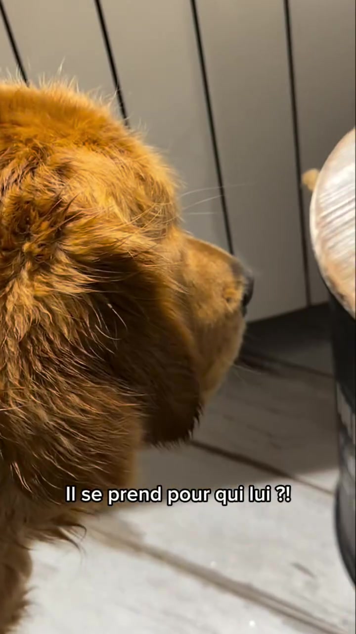 @Uggy Le Golden 🐶