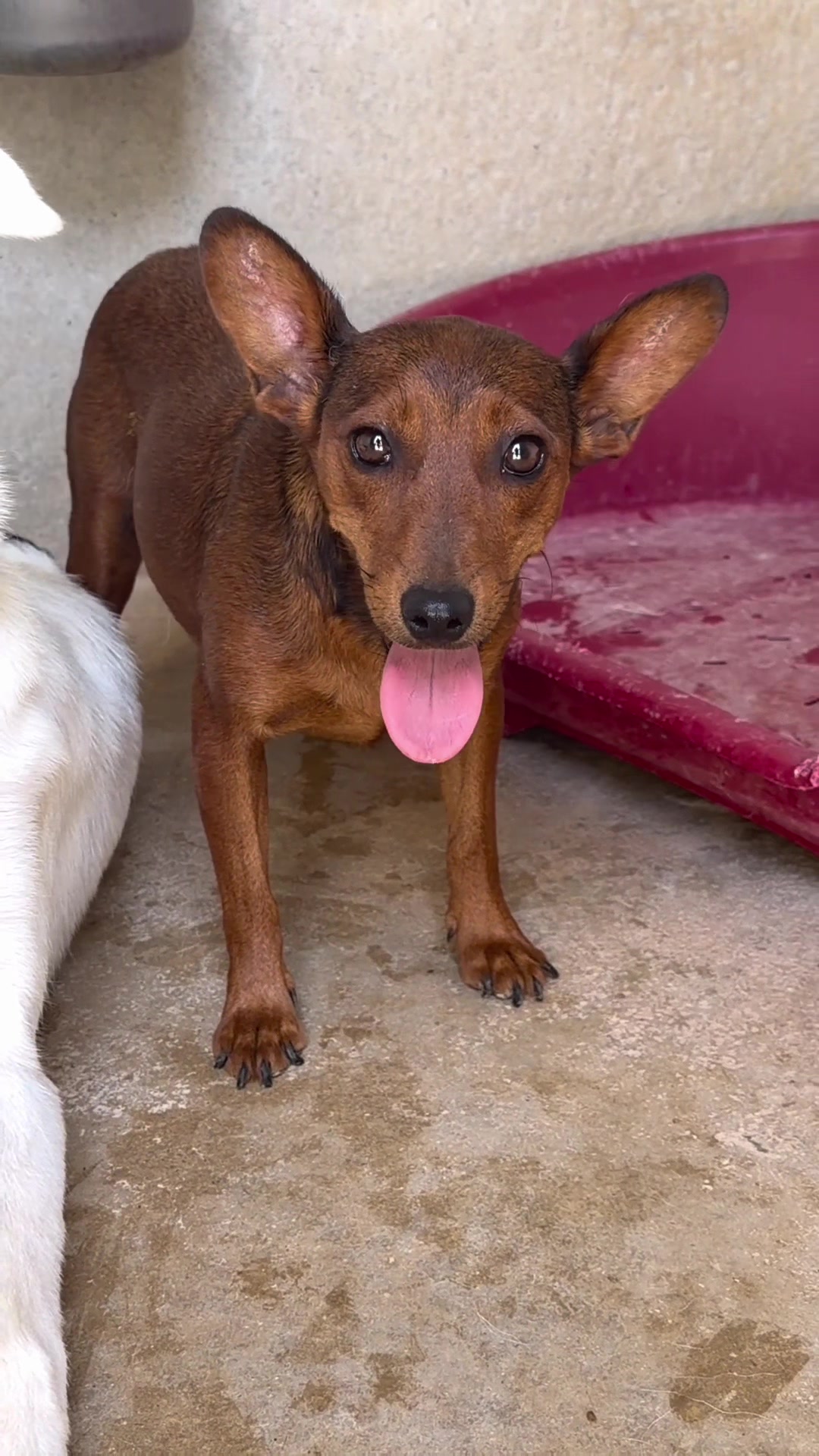 @Galgos del Sol