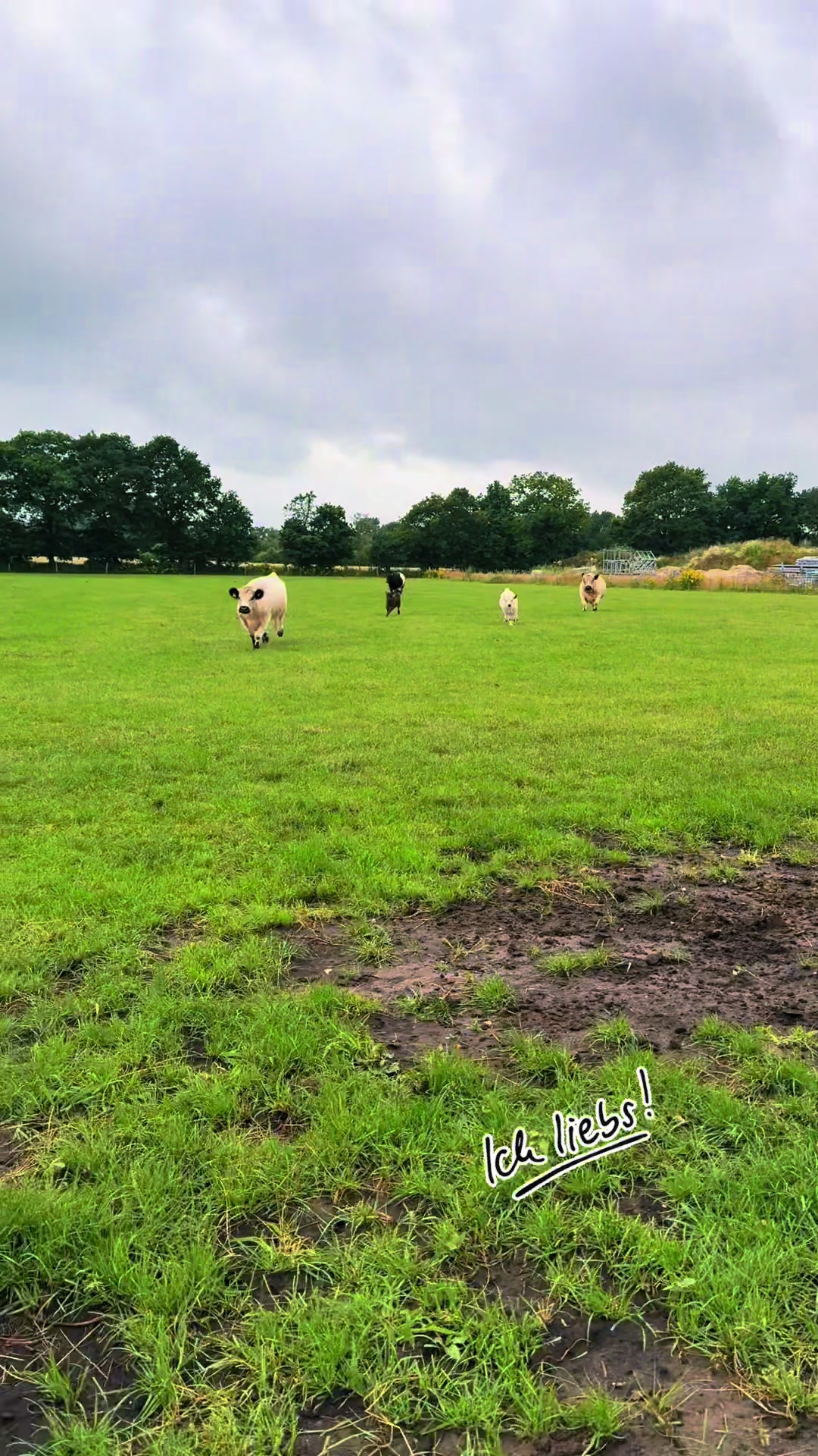@♥️My little Ranch♥️