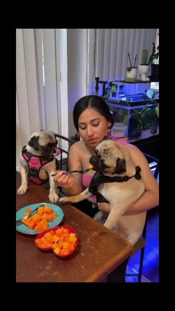 @Pogi y maganda pugs