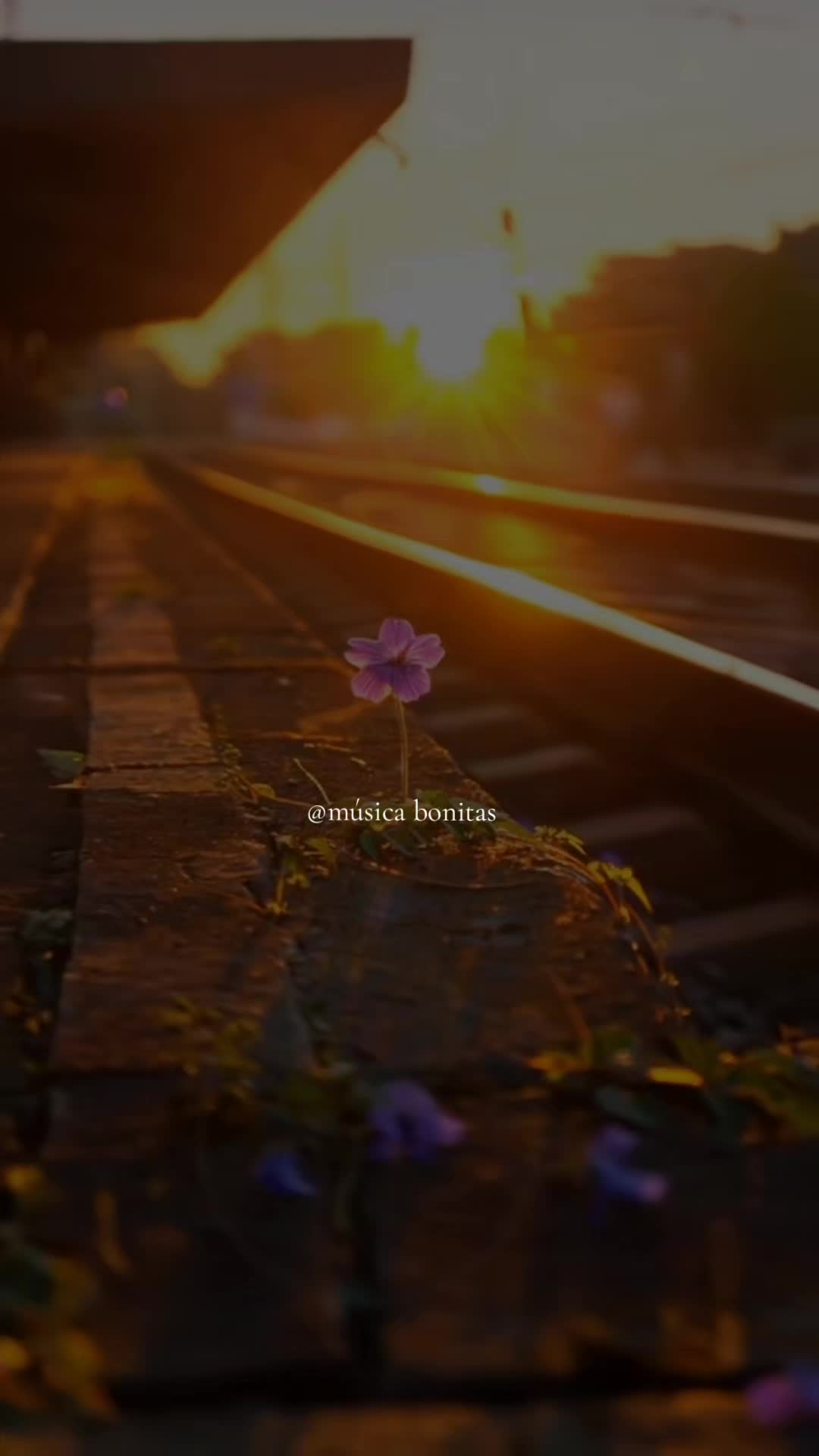 @tus m&uacute;sicas 🎧🎵
