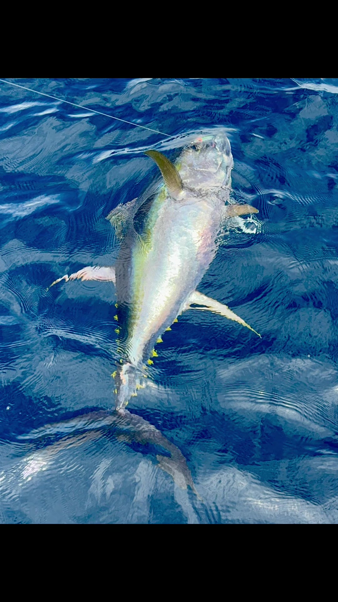 @blackseabass0704
