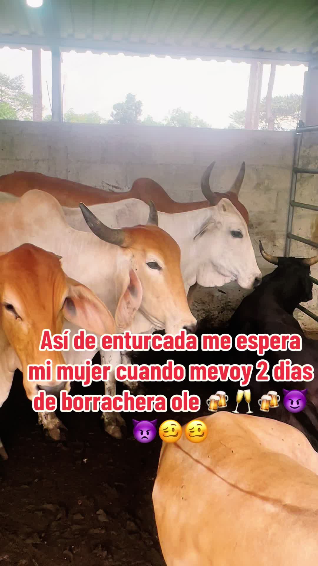 @maynor