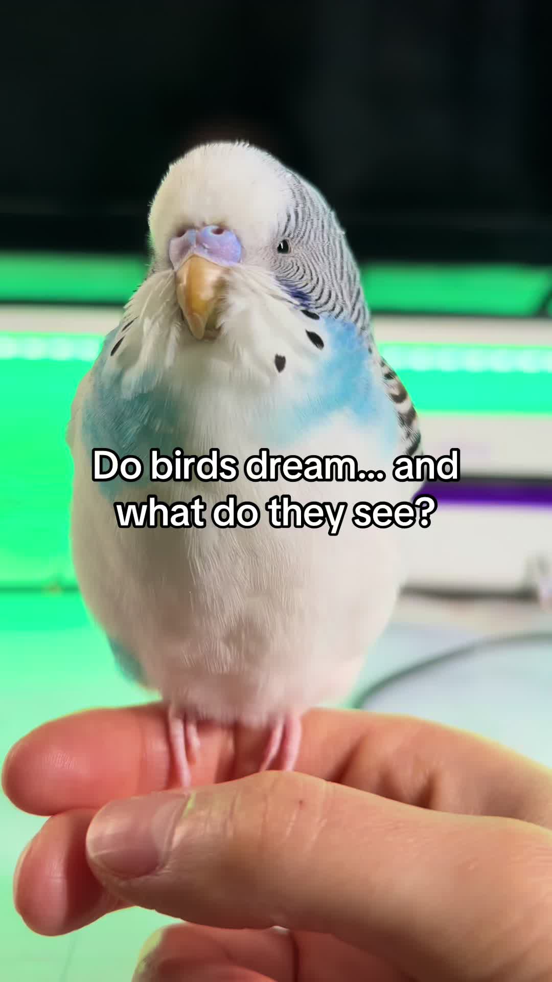 @Tiny Tweets