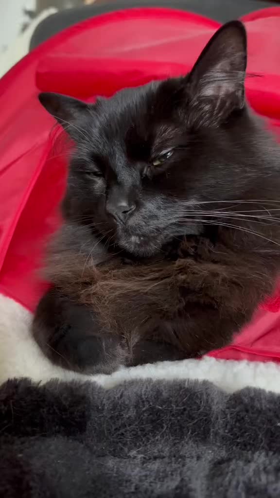 @Sir FluffyButt,the cat🇨🇦🇺🇦