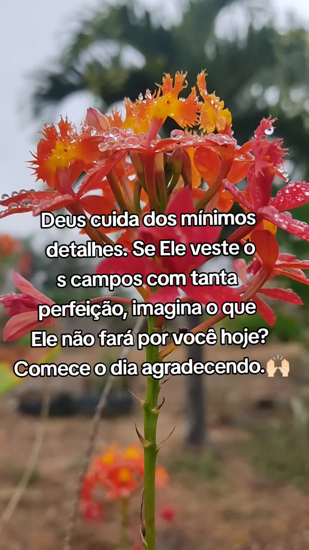 @Sítio Flor de Maria
