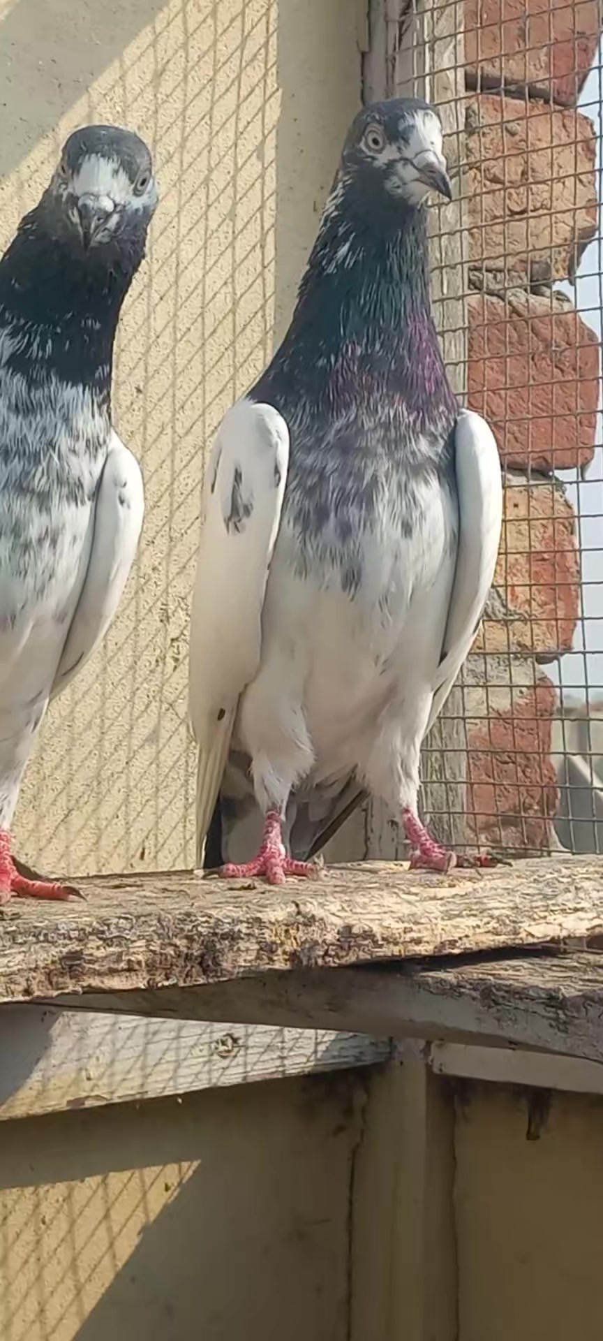 @Ranakasuripigeon