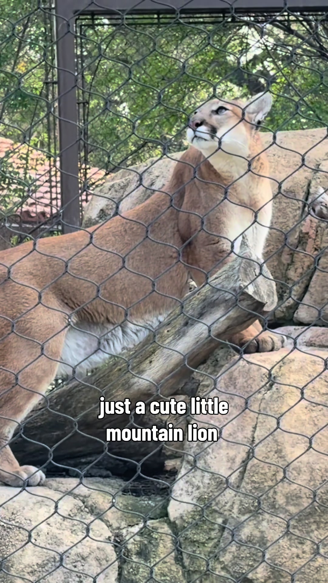 @just animals 🐾🦁🐬🦎