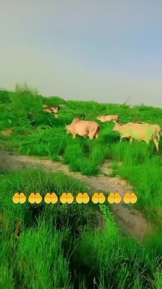 @qaum26