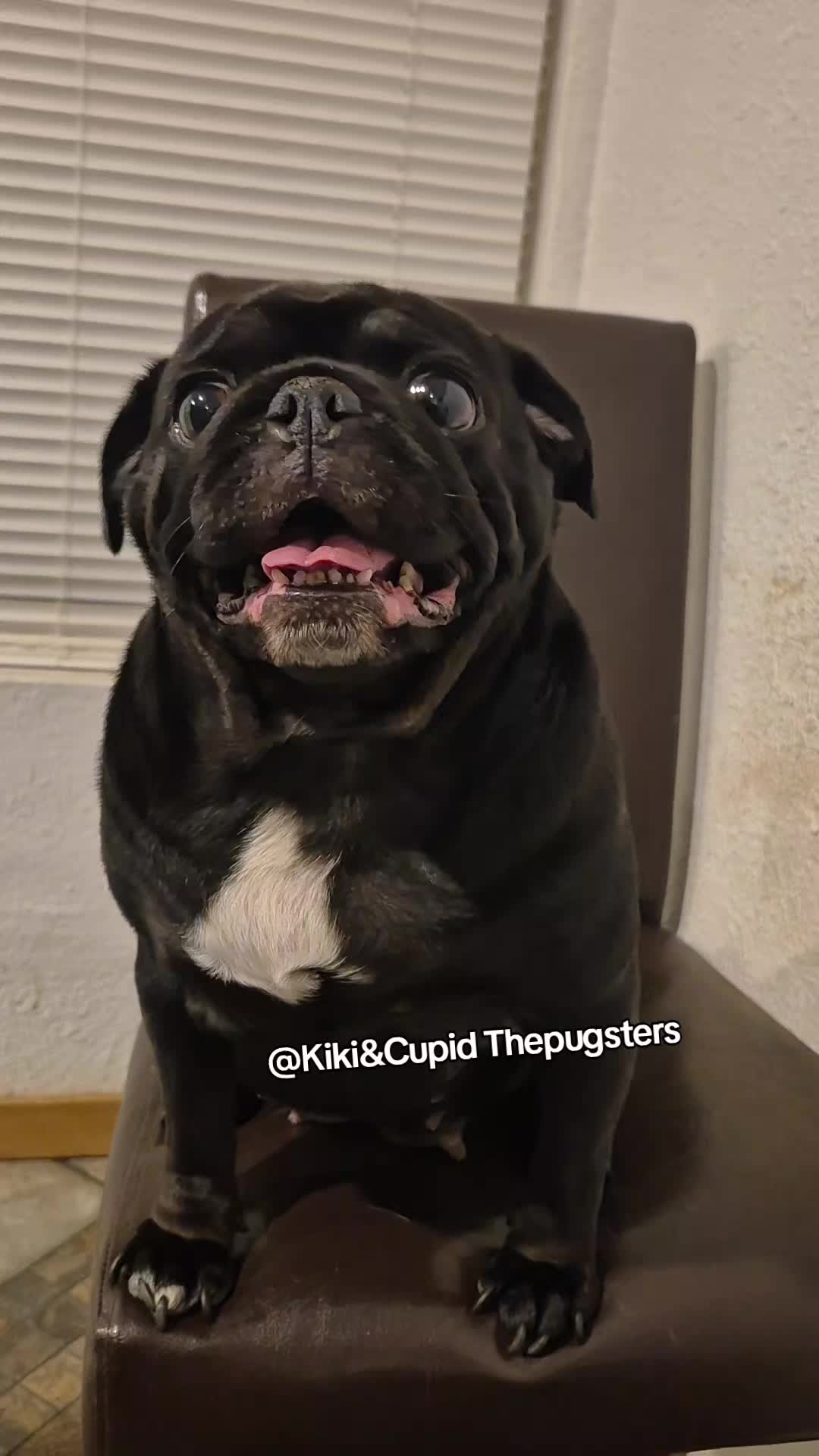 @Kiki&Cupid Thepugster