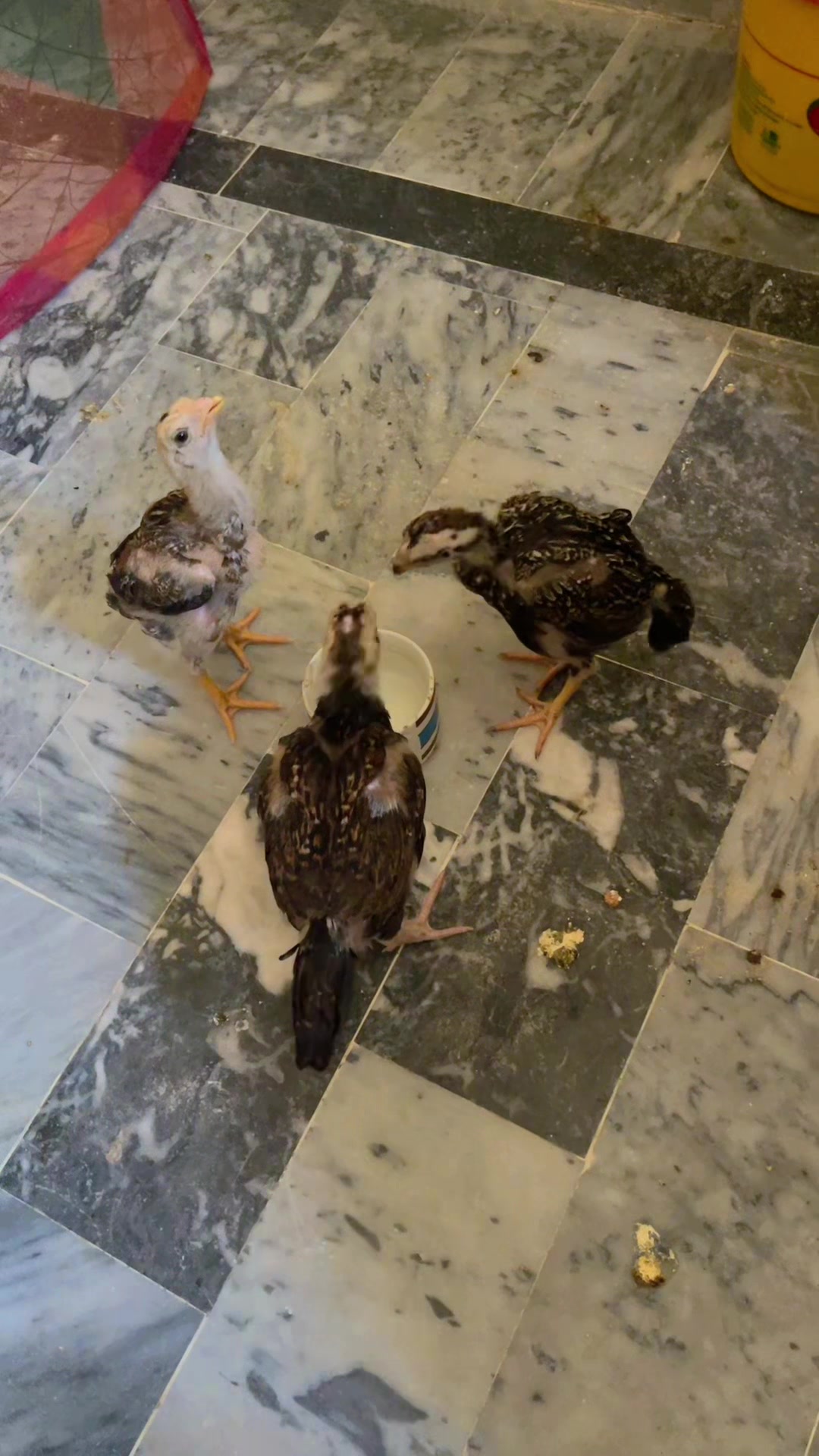 @🦅Home Bread Aseel 🦅