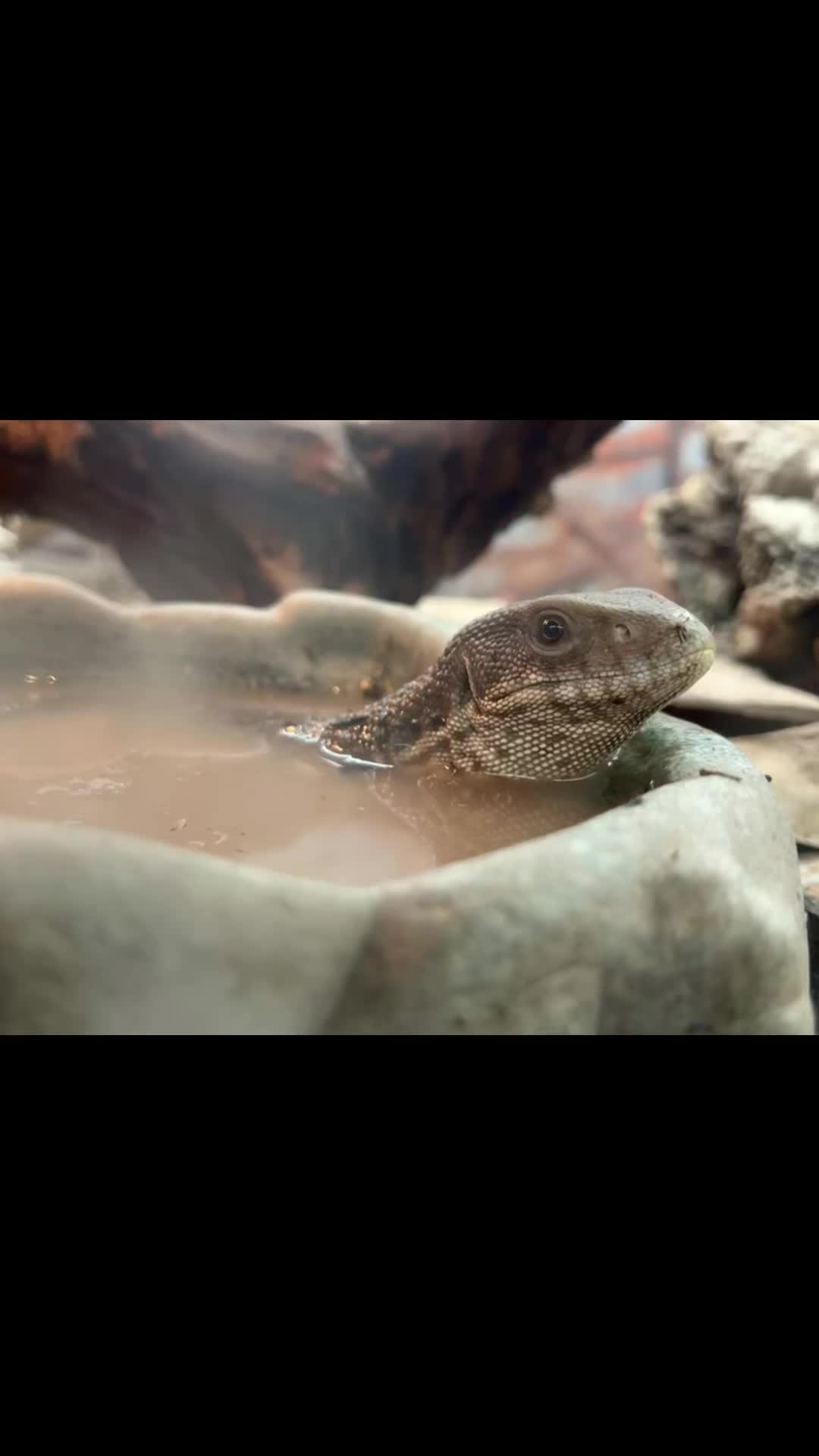 @Finn’s Frog Farm
