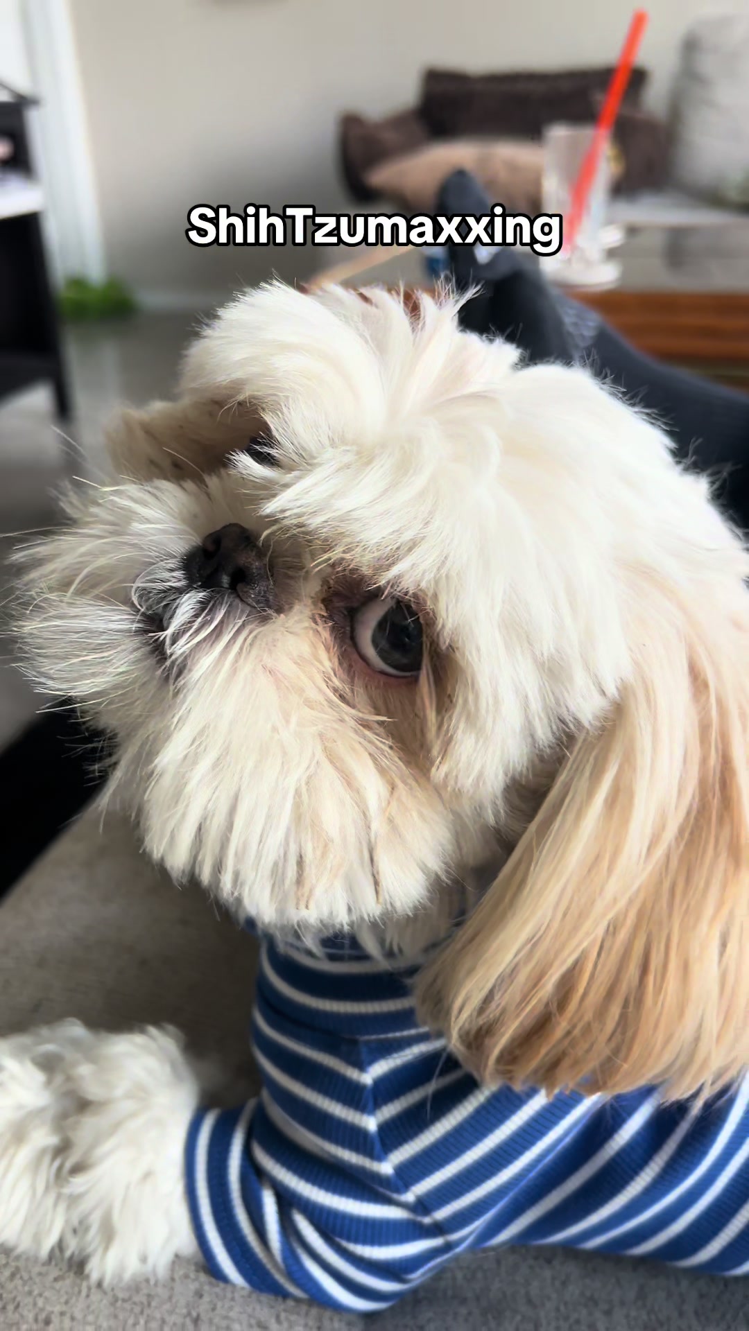 @Hugh the Shih Tzu