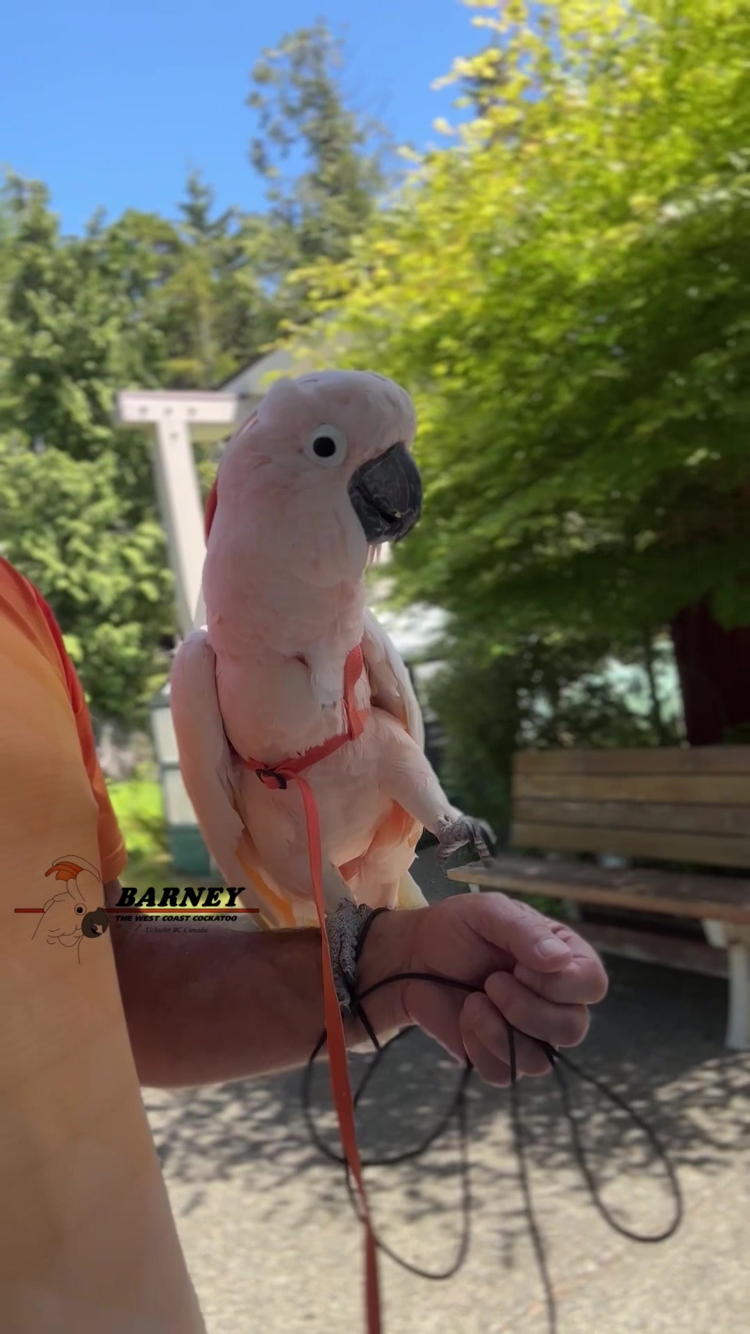 @Barney the West Coast Cockatoo