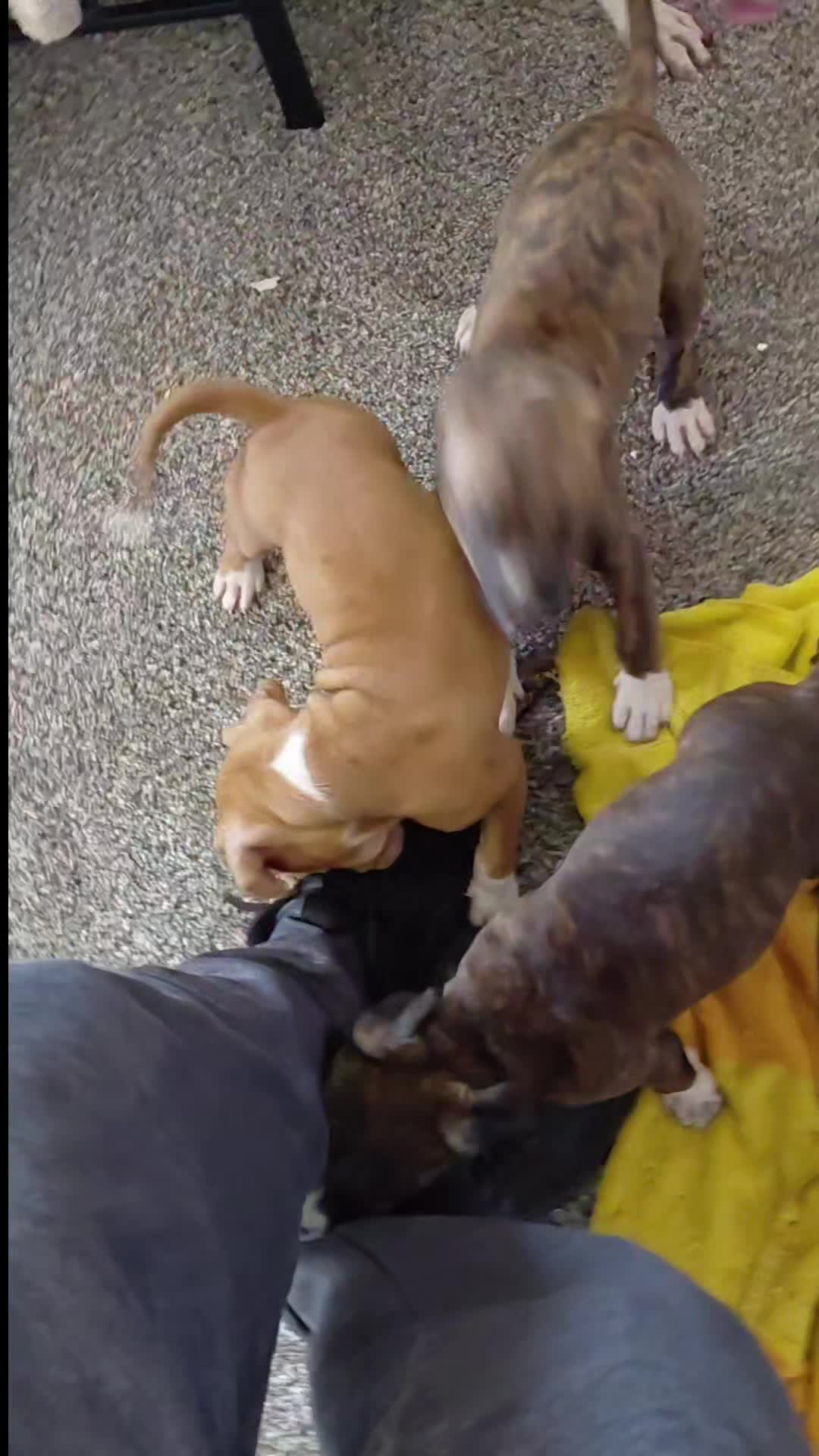 @MR I WORK DOGS
