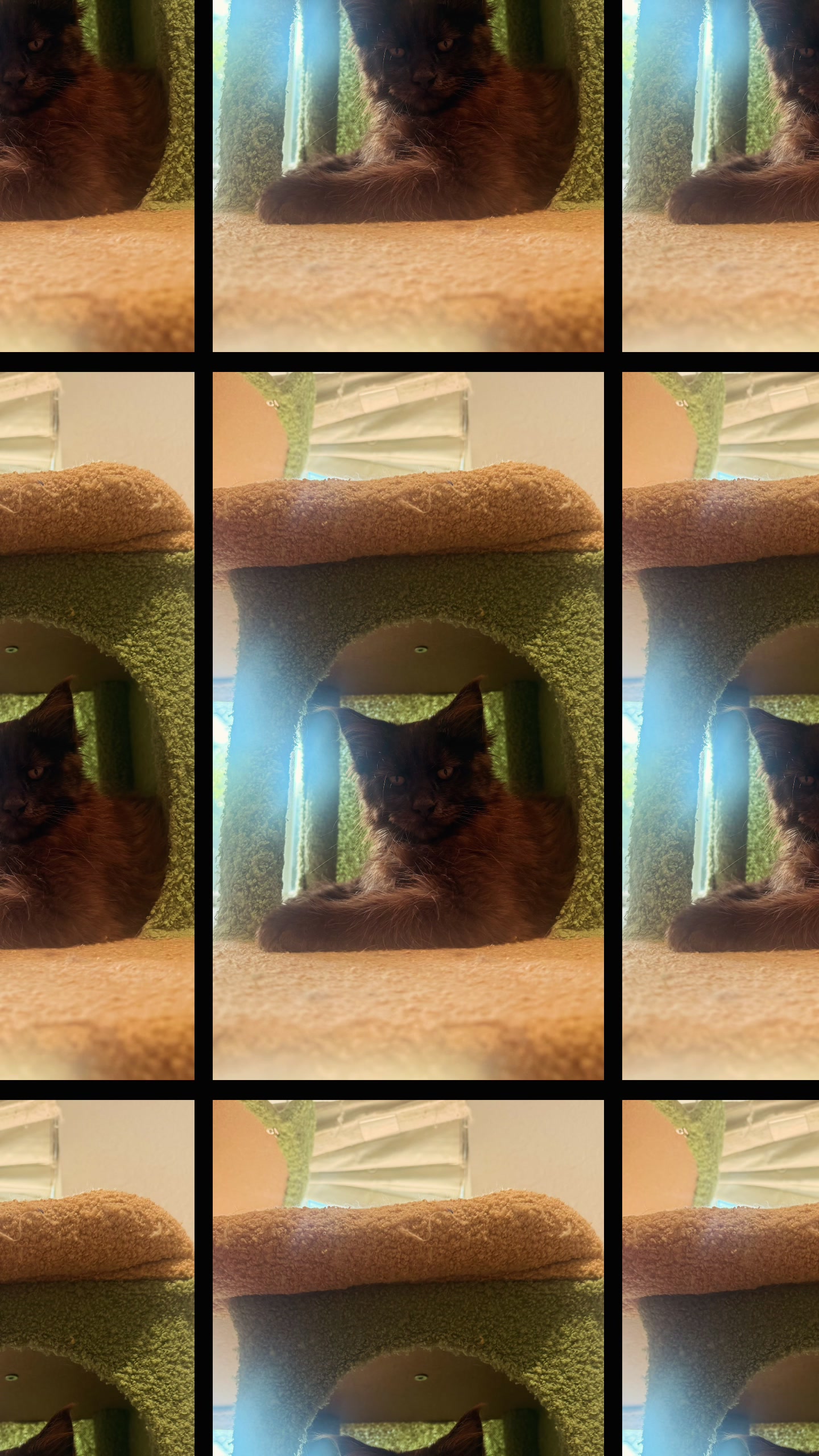@Bellatrix Maine Coon Cattery