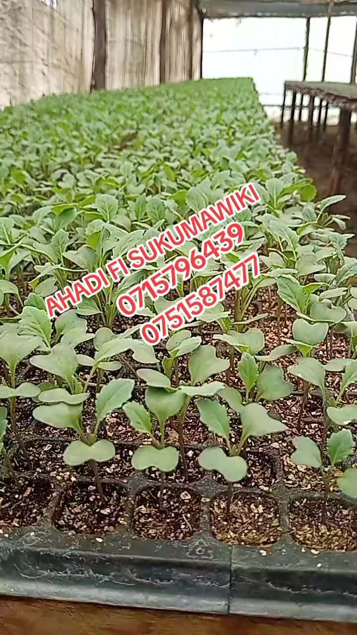 @wambuku thefarm empress