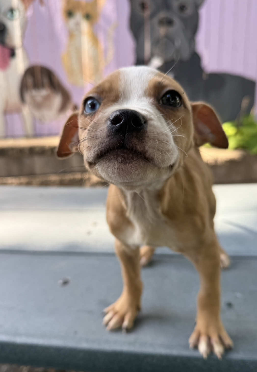 @sftsanimalrescue