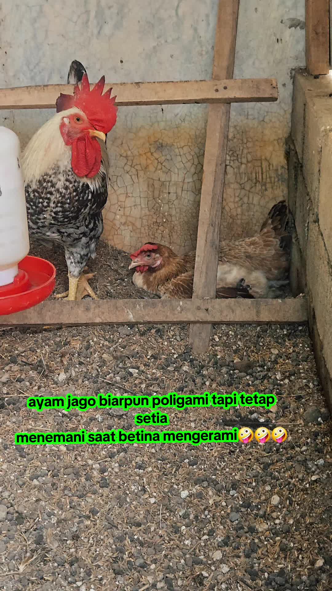 @🇲🇨ryfai菲達🇹🇼
