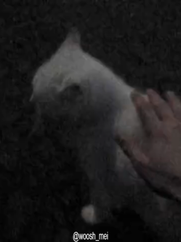 @𝓶𝓪𝓲𝓲✮⋆˙♡