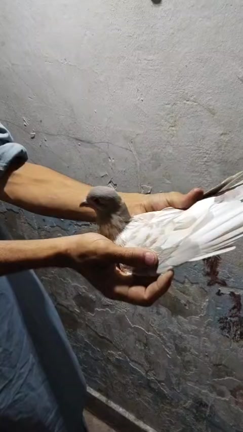 @𝐏𝐈𝙂𝝚𝝤𝝢𝙎𓅛
