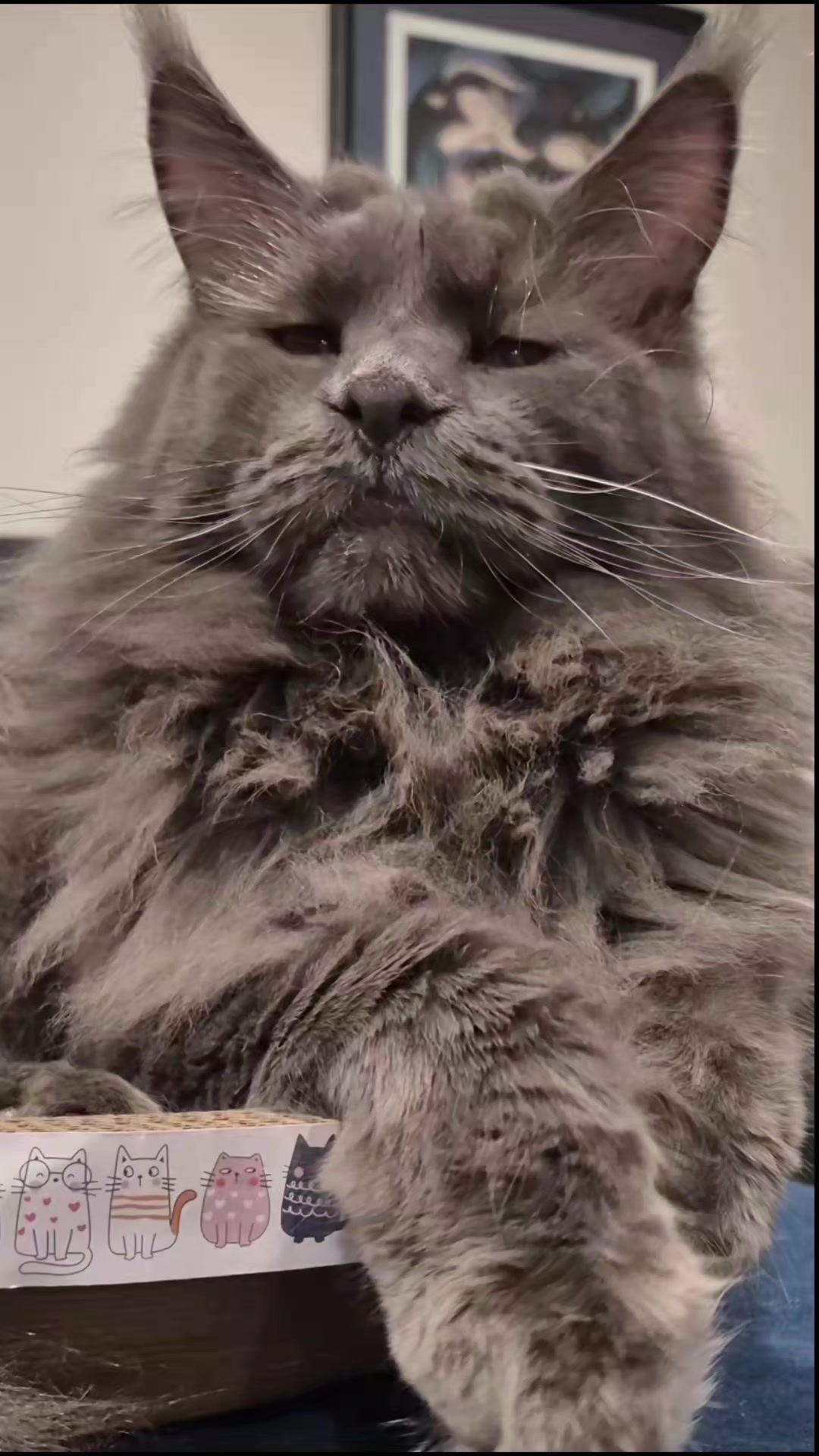 @Ragnar the Maine Coon 🐈