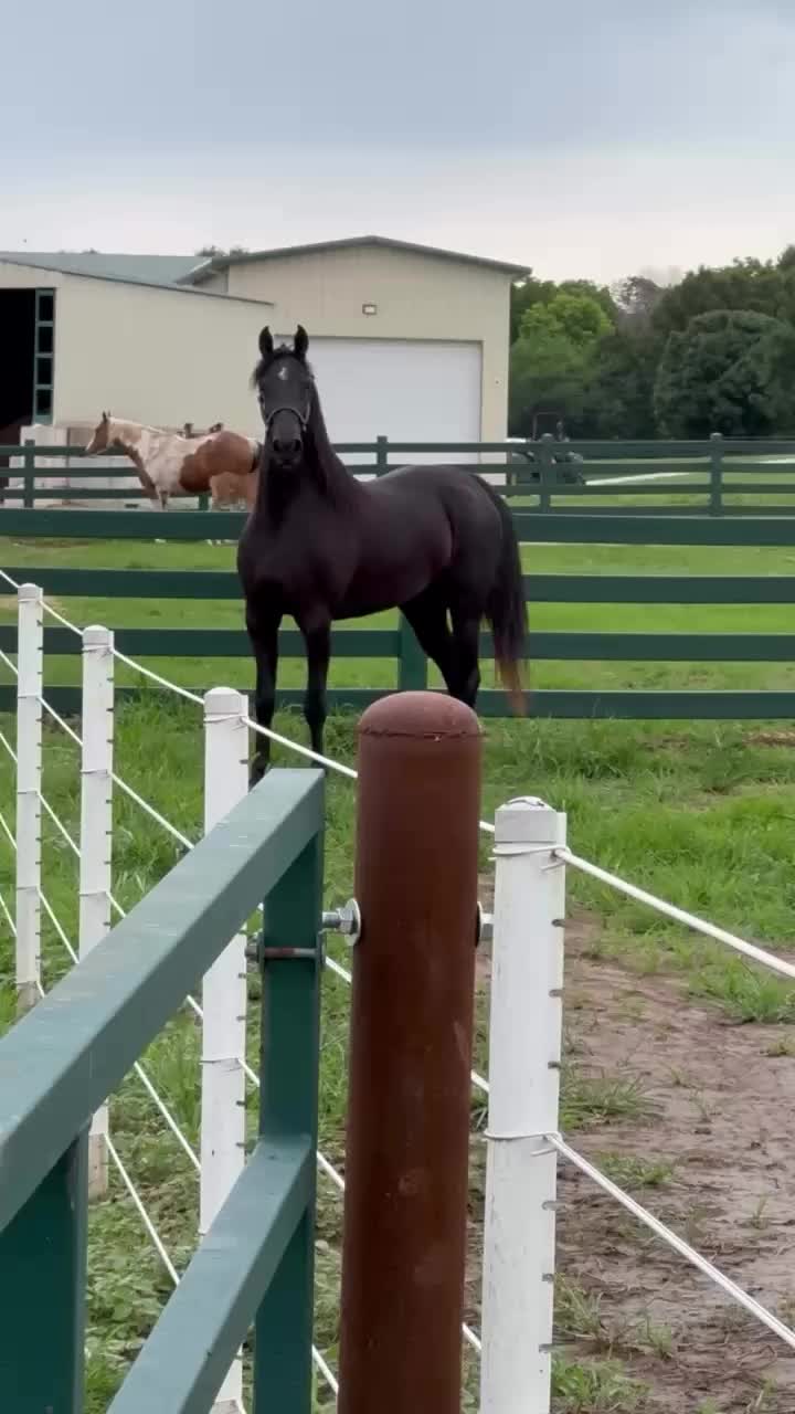 @ThunderGallops