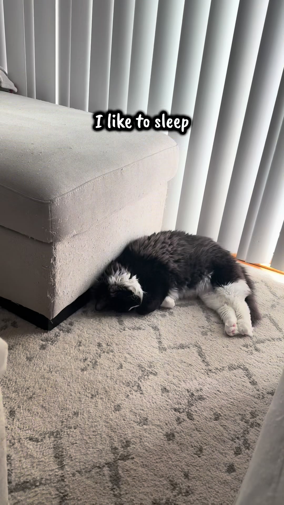@TailsandWhiskersCo