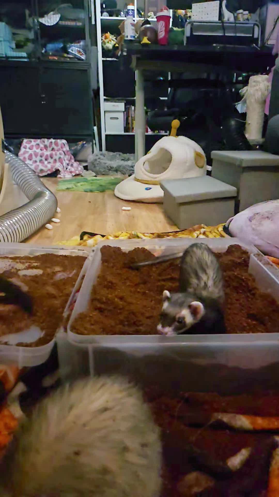 @FuffyFerrets