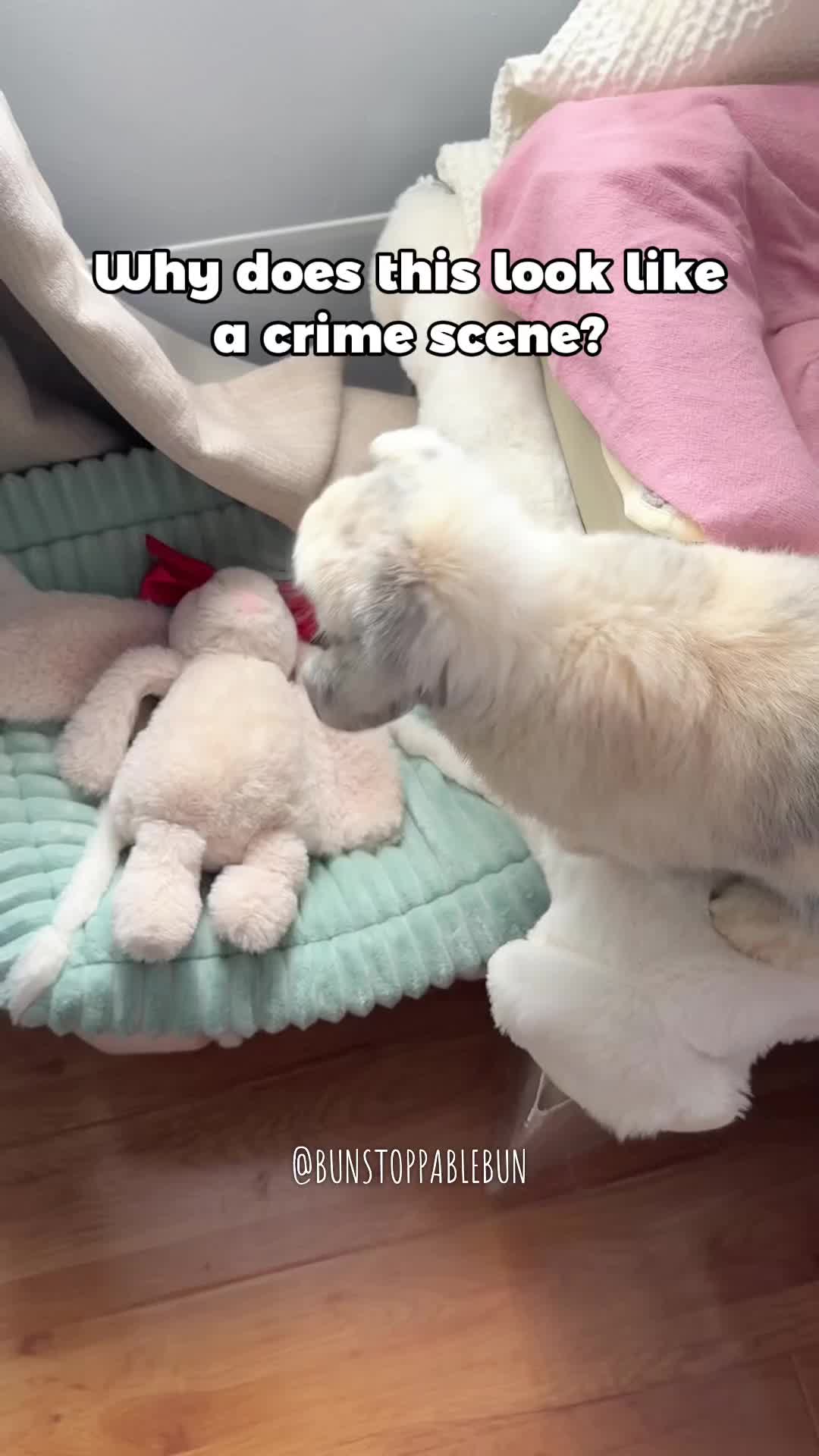 @BunBun, Mochi🌈, Chewy