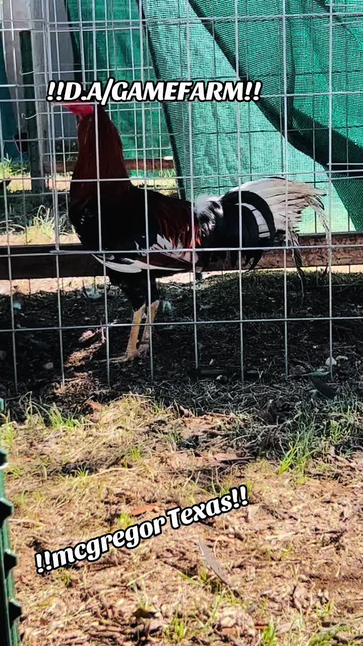 @DAgamefarm