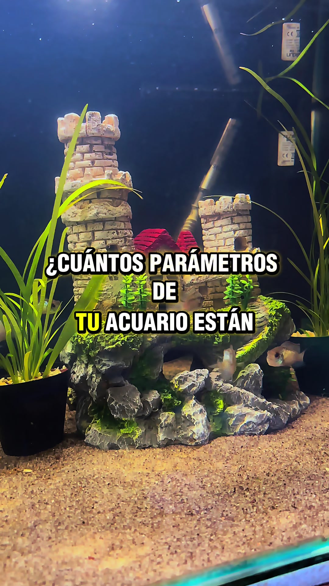 @Acuario Fish Lovers