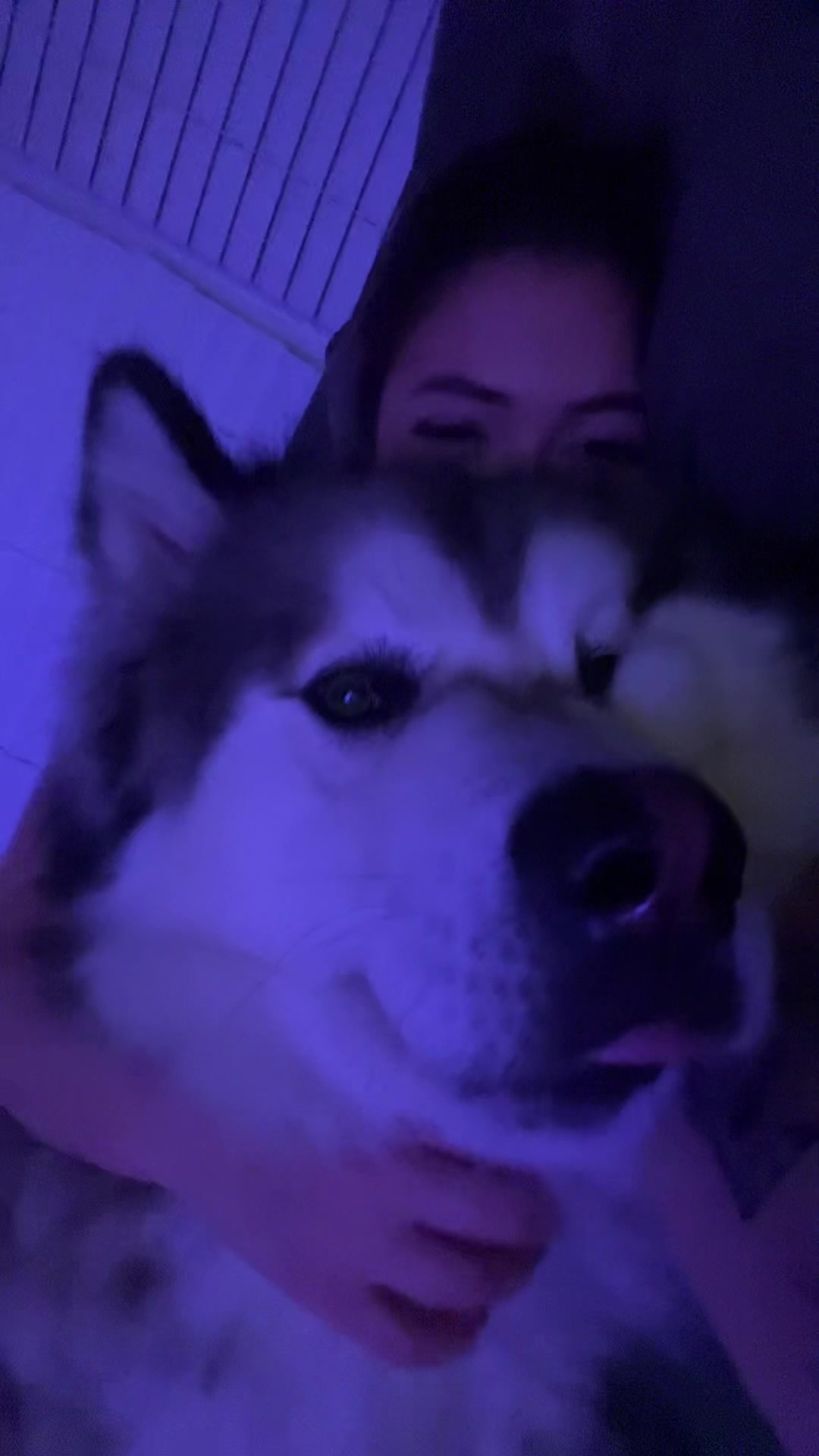 @KokaKoaTheAlaskanMalamute