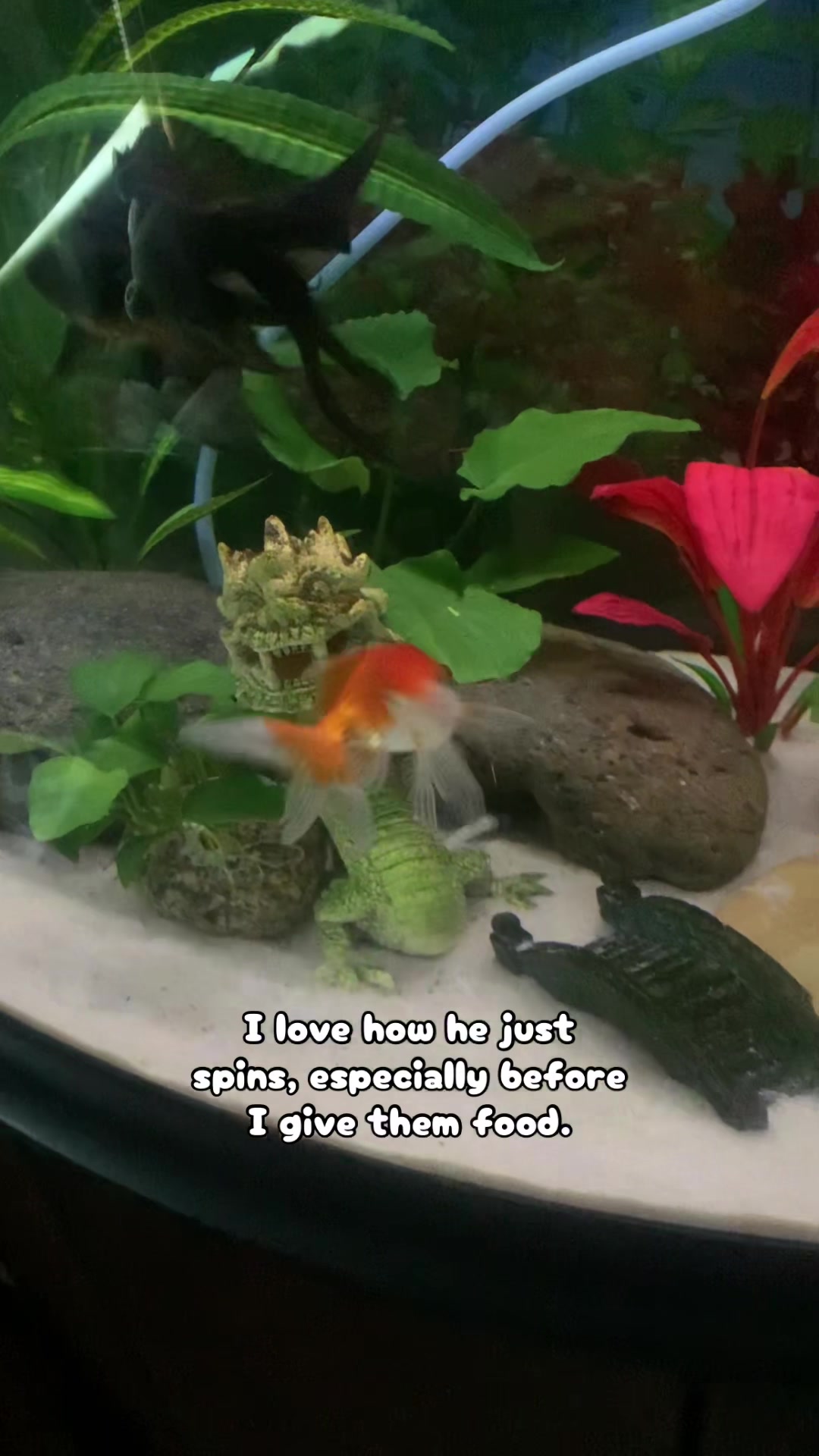 @AroAceFrog