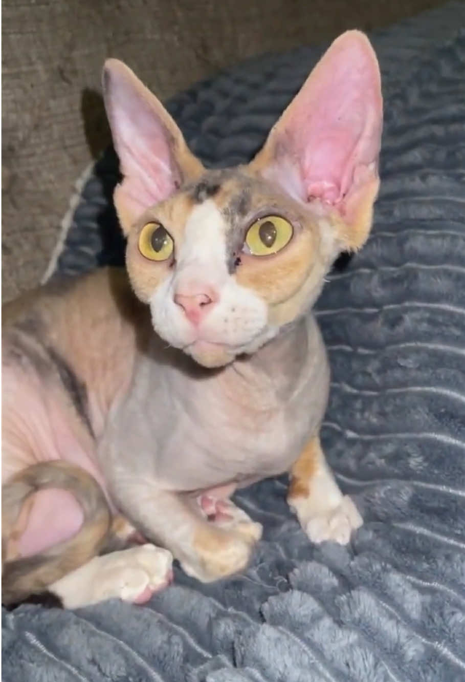@Funny cat 520