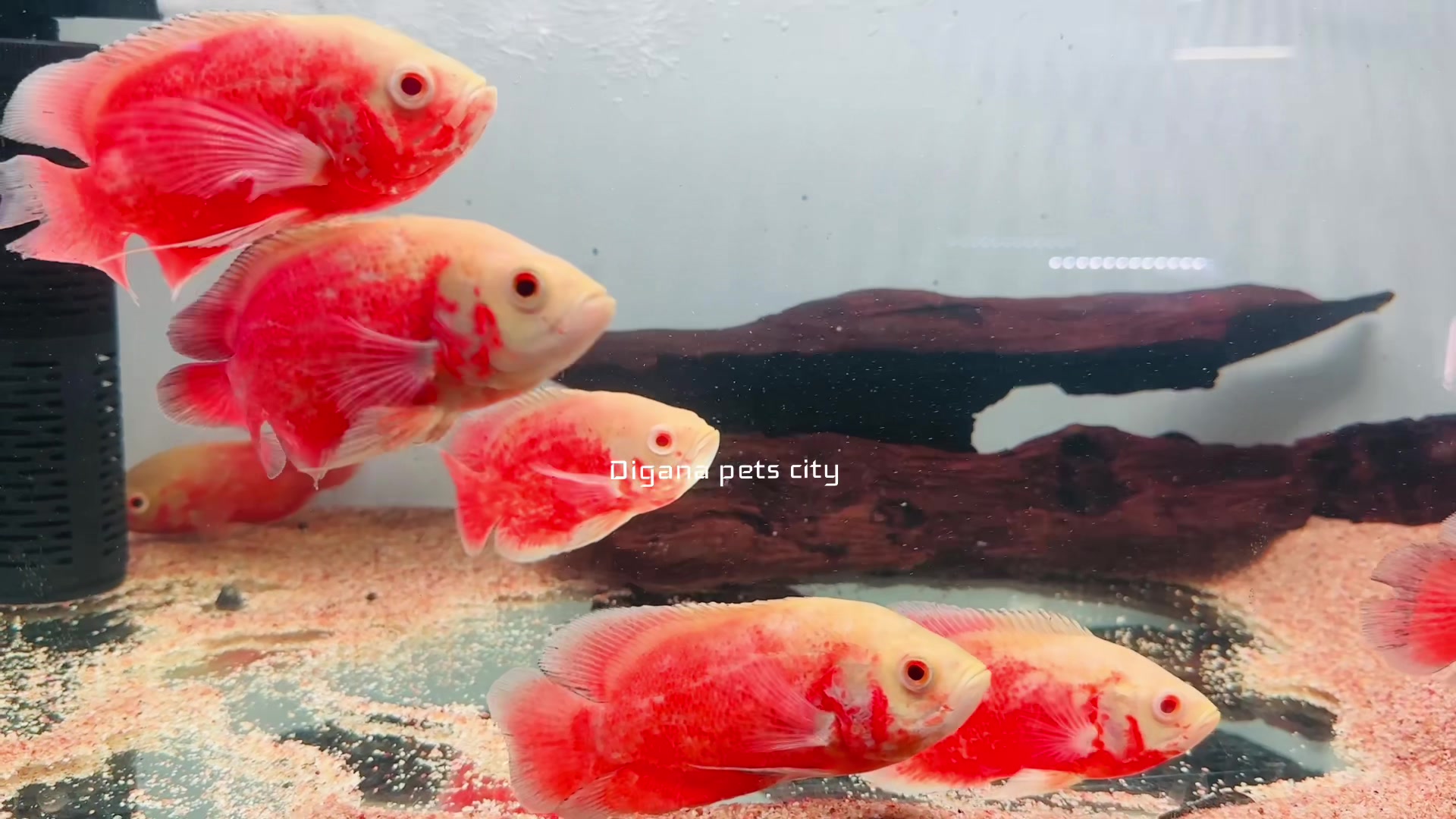 @Digana pets city