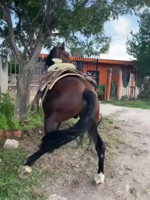 @danihorses2