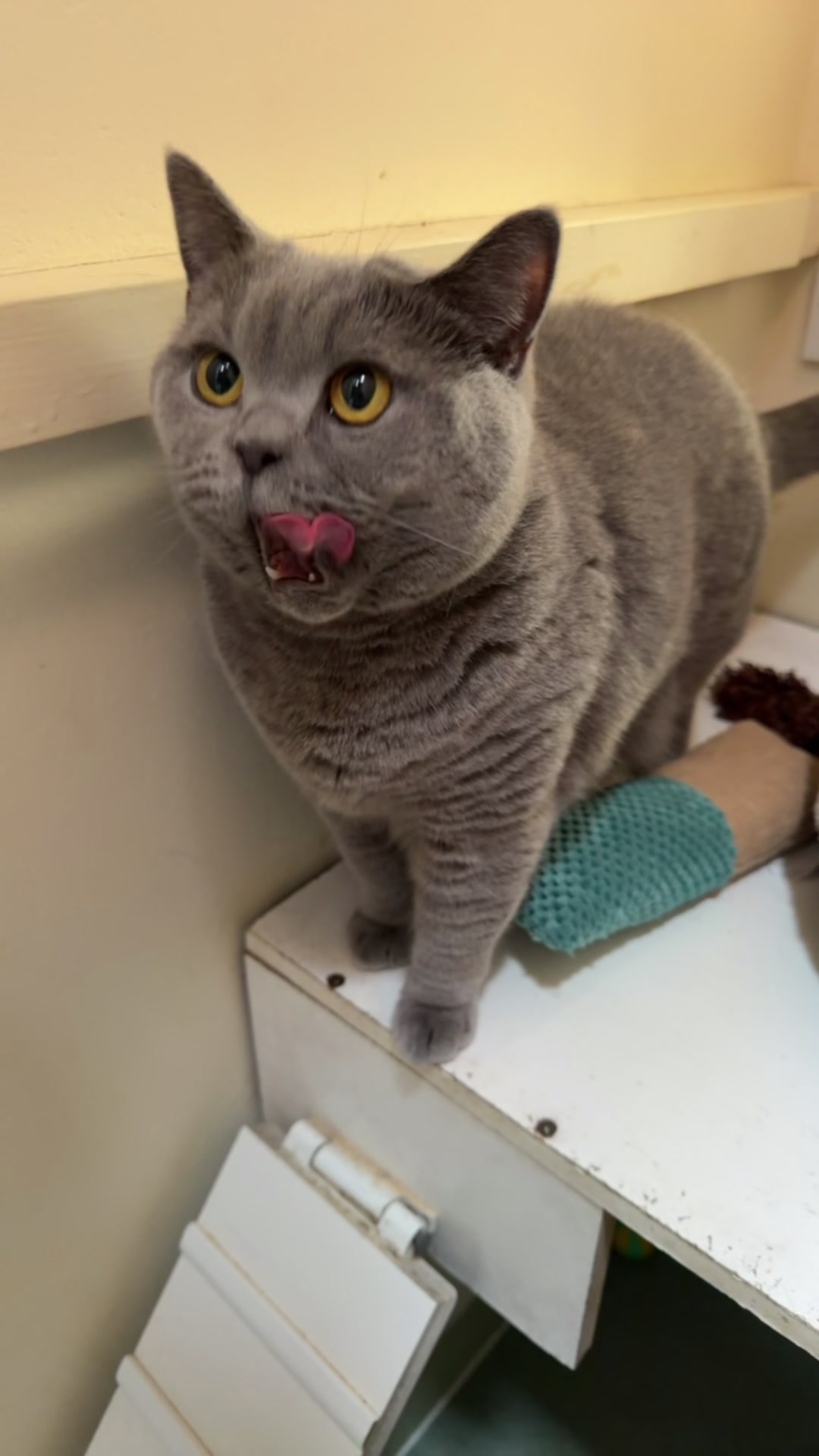 @Herongate Village Cattery
