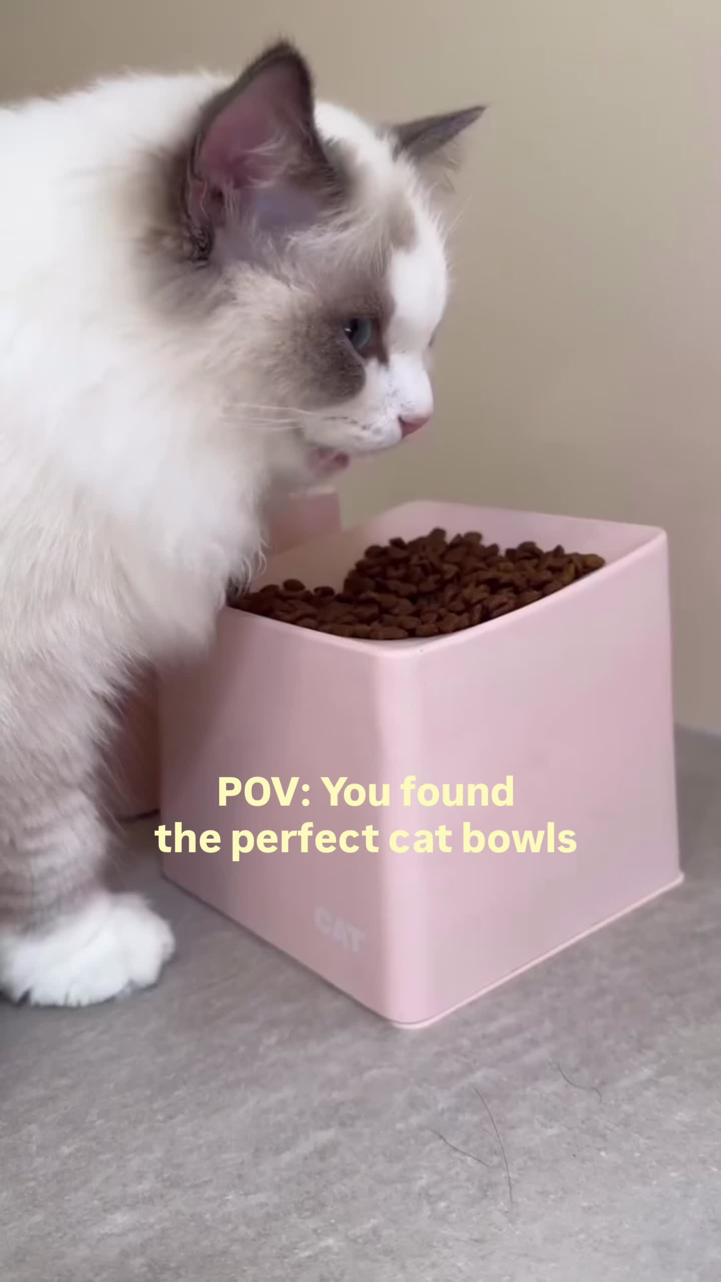 @CAT by Dr Lisa