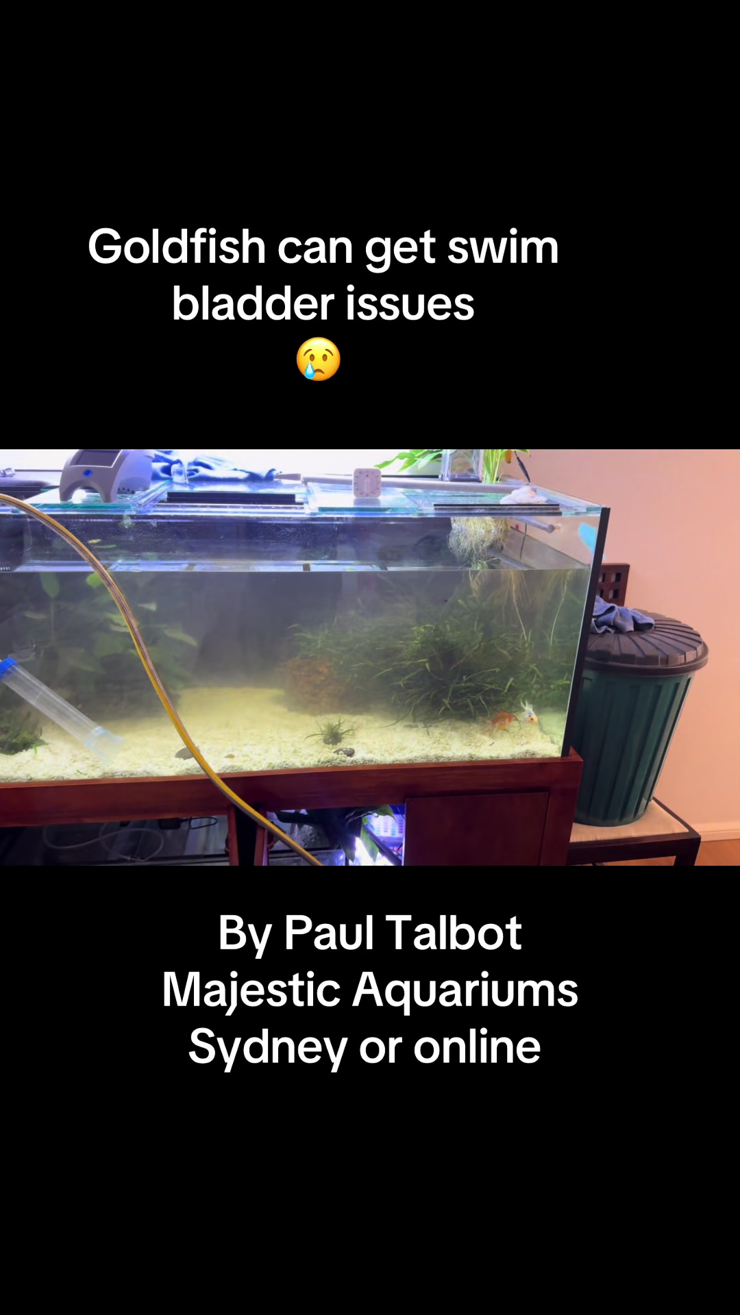 @Majestic Aquariums - Sydney