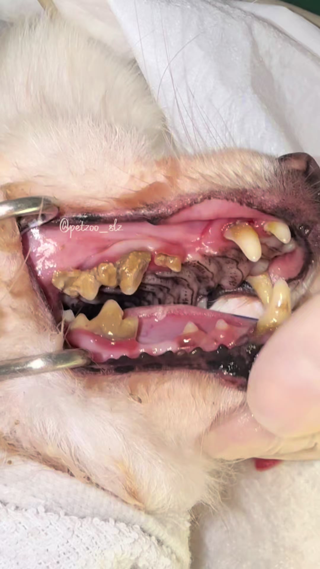 @Francinny Veterinária®️