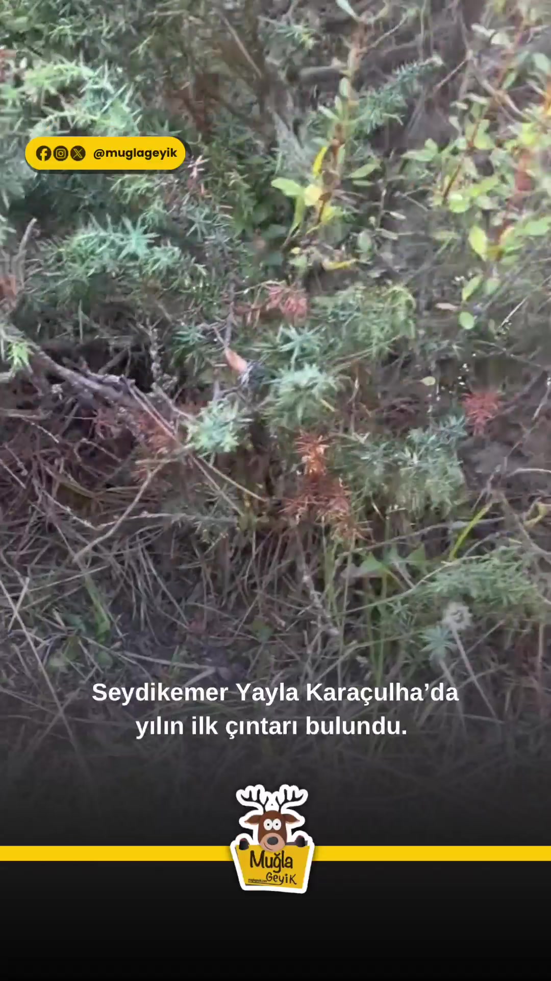 @Muğla Geyik
