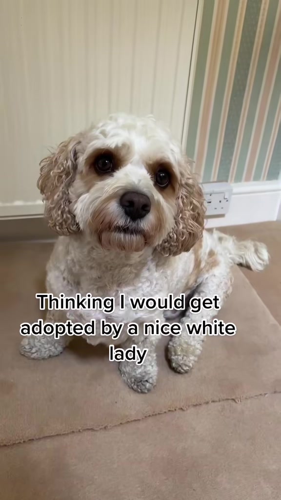 @My Cavachon